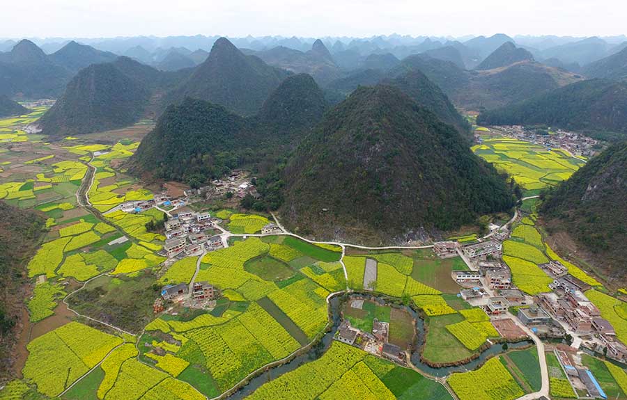 Cole flower fields anchor idyllic scene in Guizhou