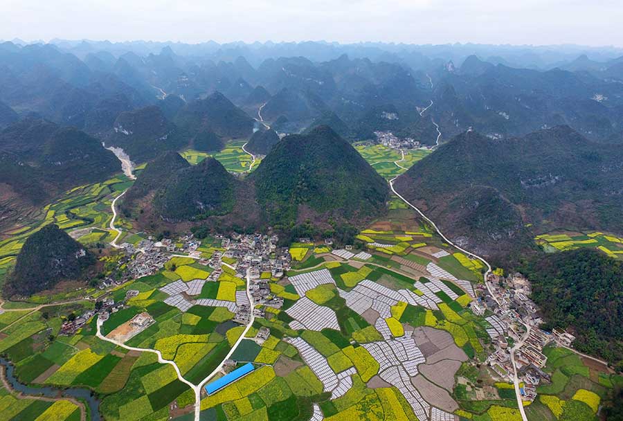 Cole flower fields anchor idyllic scene in Guizhou