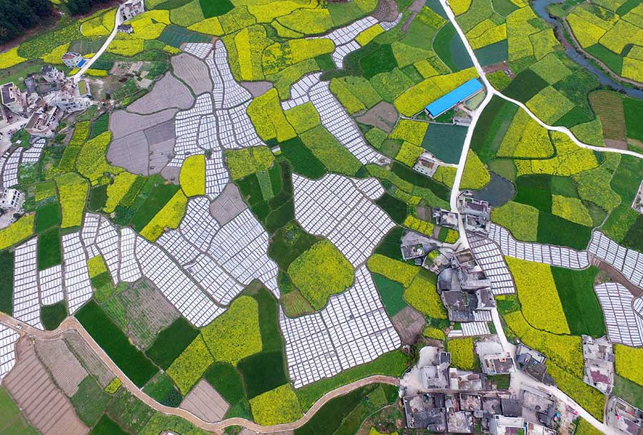 Cole flower fields anchor idyllic scene in Guizhou