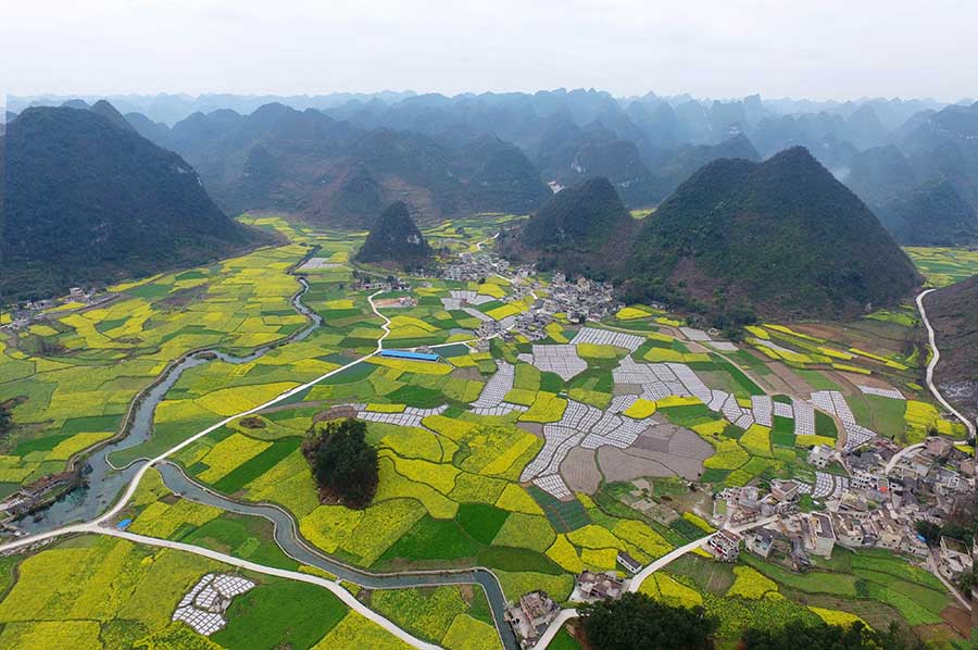 Cole flower fields anchor idyllic scene in Guizhou