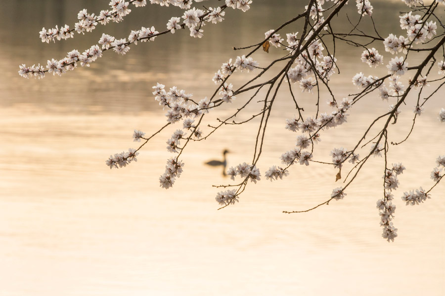 Admiring the spring scenery at the Summer Palace