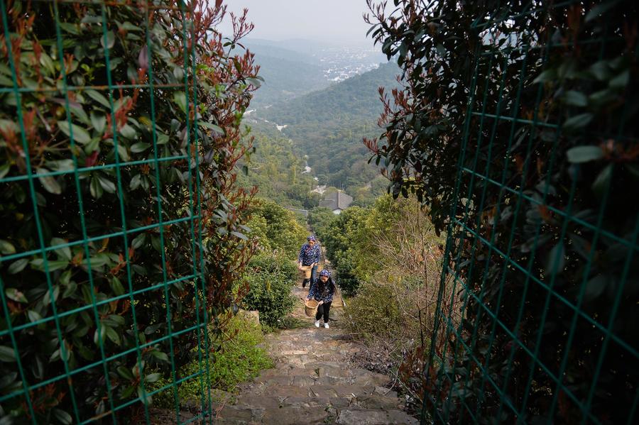 Harvest season for Biluochun tea variety comes to Suzhou