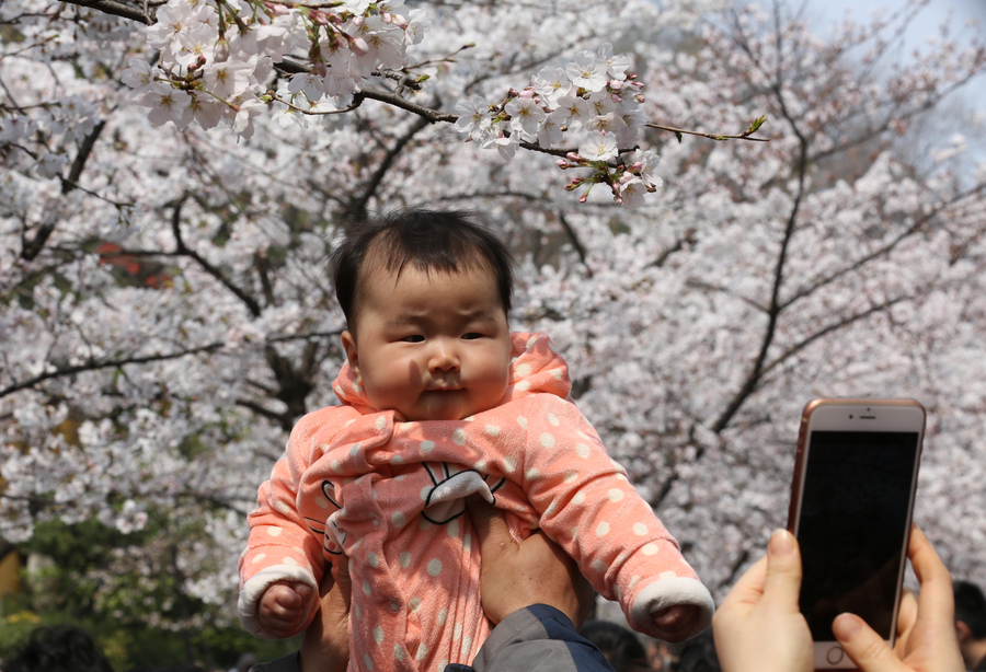 Cherry blossoms the star of Nanjing in March