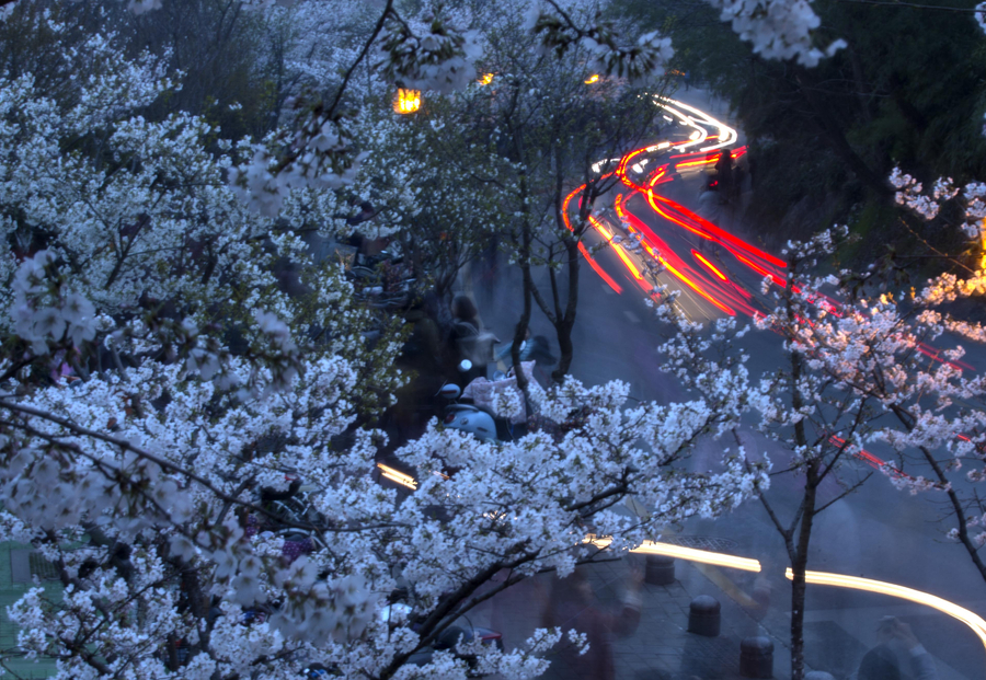 Cherry blossoms the star of Nanjing in March