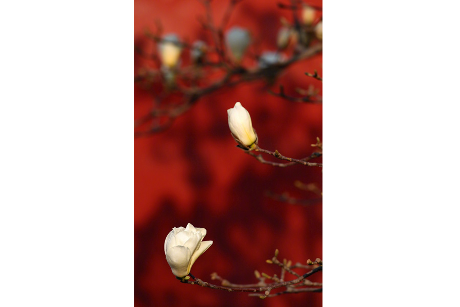 Magnolia flowers signal spring at Forbidden City