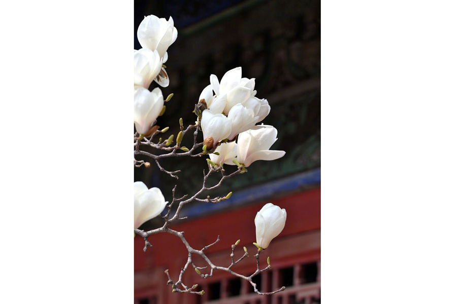 Magnolia flowers signal spring at Forbidden City