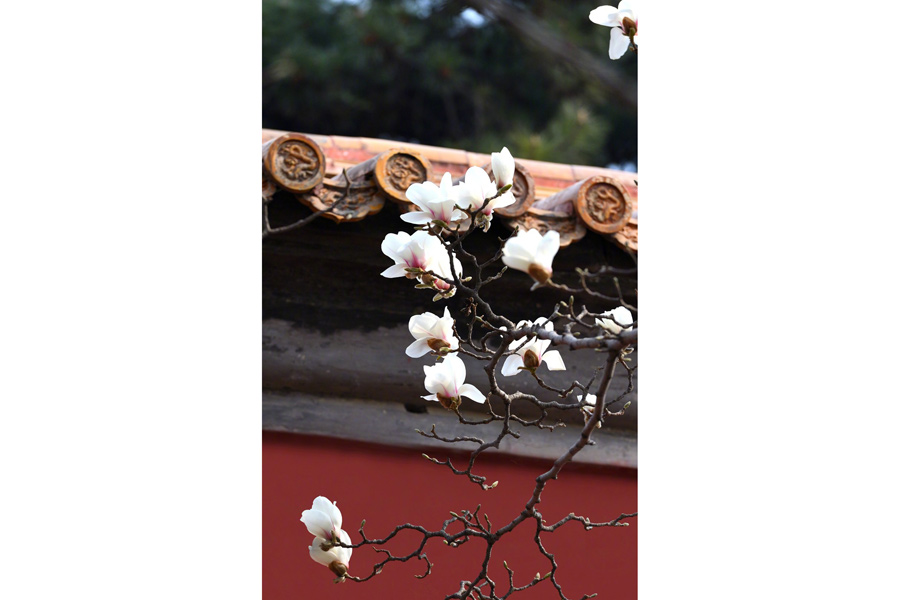 Magnolia flowers signal spring at Forbidden City