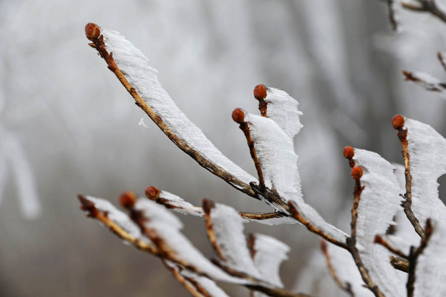 Spectacular glazed ice seen in Nanyang city