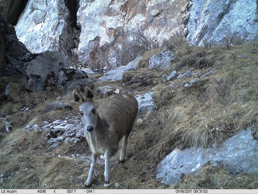 Wildlife diversity increases at planned park