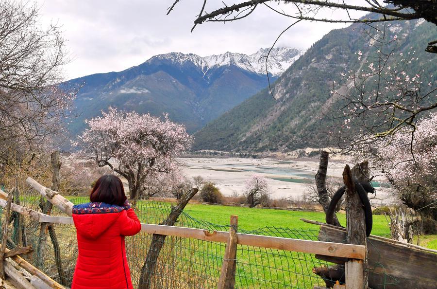 Peach blossoms pictured in front of snow mountain in Tibet