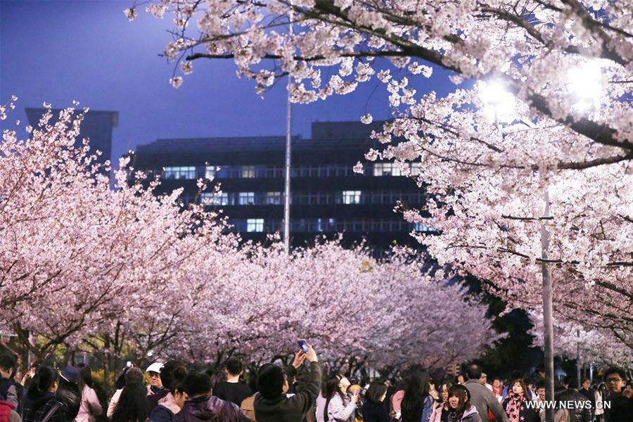 Cherry blossoms seen in Tongji University in Shanghai