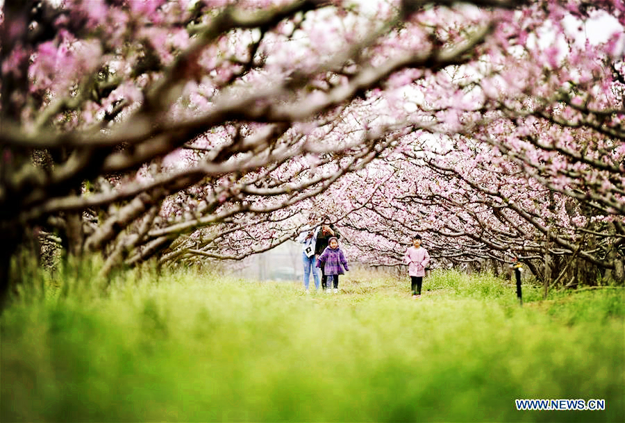 Tourists enjoy themselves under peach trees in Tianjin