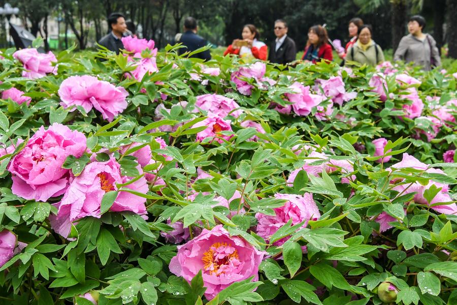 Peonies come into flourishing term in China's Luoyang