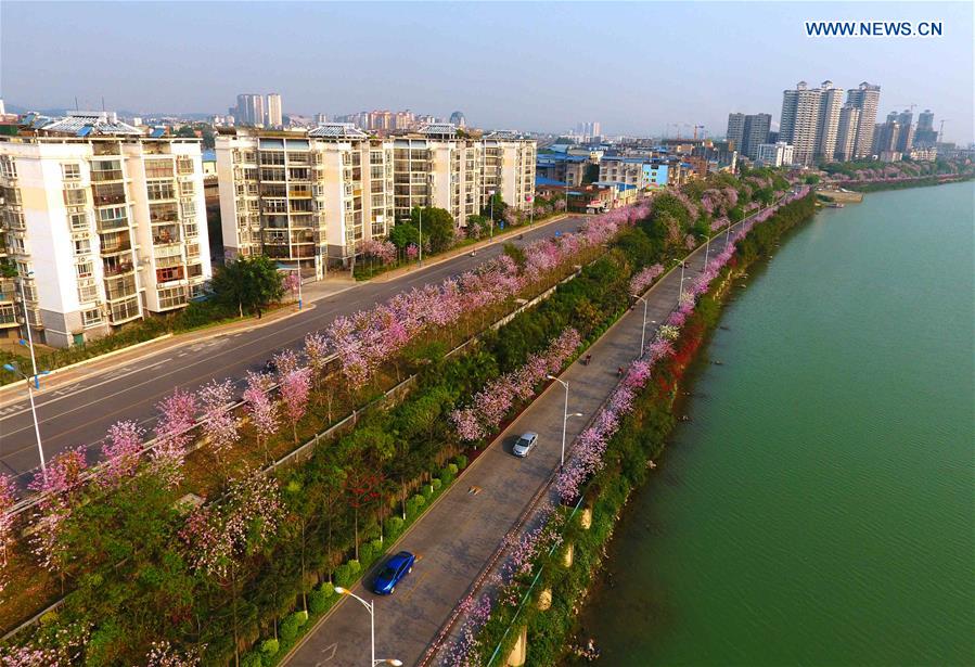 Hong Kong Orchid trees in blossom season in S China