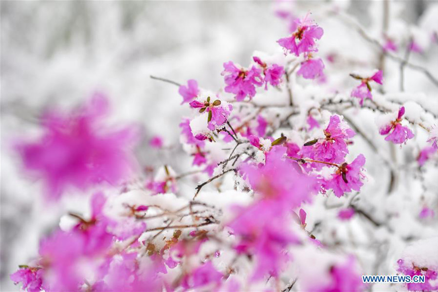 Snow scenery of forestry park in N China's Inner Mongolia