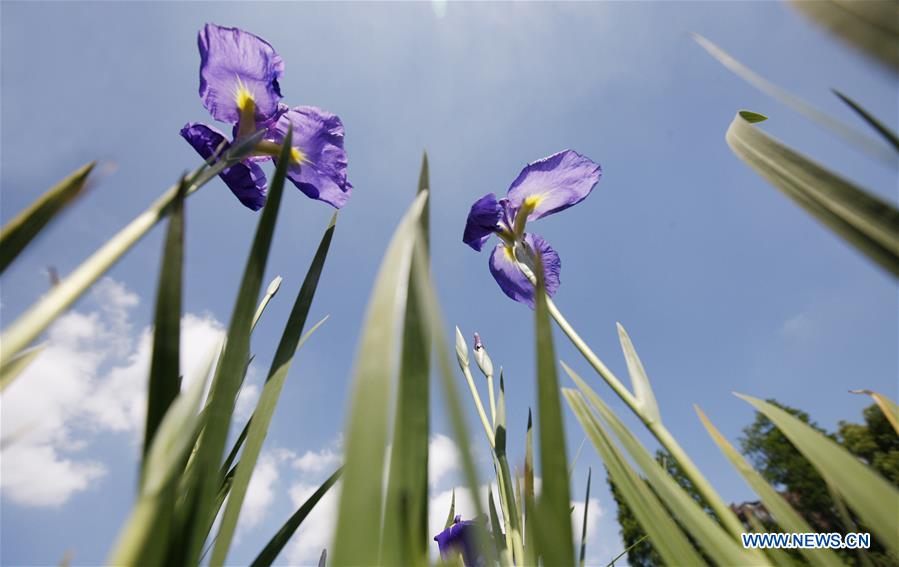 Iris ensata exhibited at Shanghai Botanical Garden