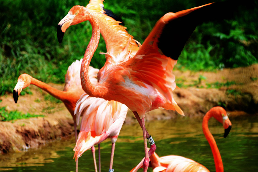 Flamingos enjoy cool summertime in Qingdao