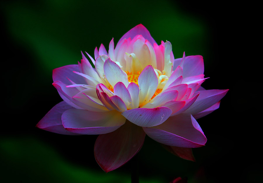 Lotus flower in full bloom in Huangshan city, Anhui province