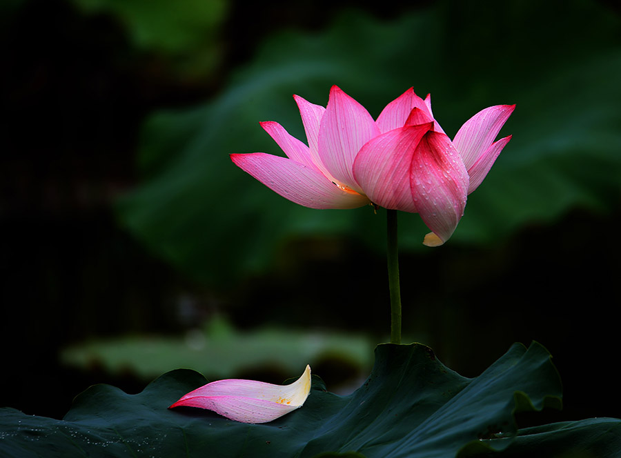 Lotus flower in full bloom in Huangshan city, Anhui province