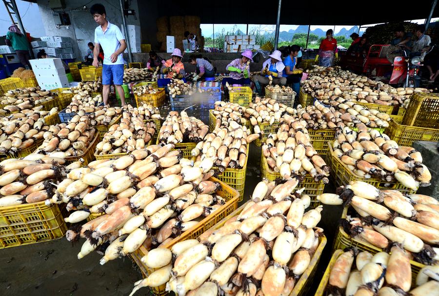 Farmers harvest lotus roots in Liuzhou, Guangxi