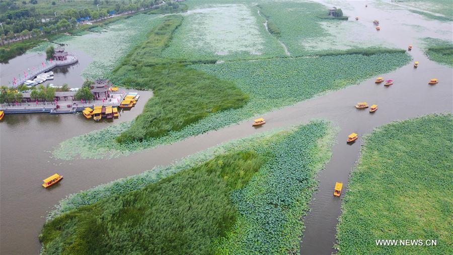 Sea of lotuses in C China's Henan