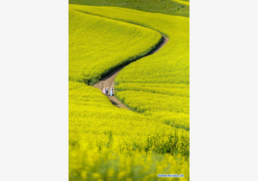 Blooming cole flowers attract tourists in Xinjiang