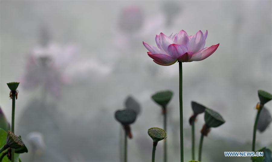 Lotus flowers amid morning mist