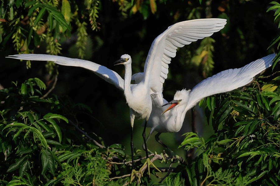 Egrets enjoy early autumn in Jiangsu