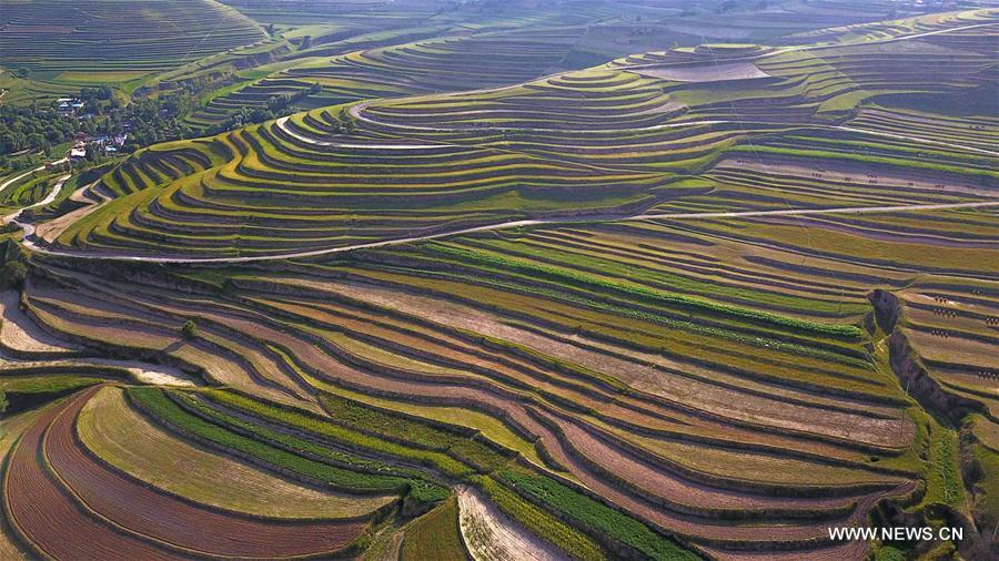 Scenery of terraces in NW China's Ningxia