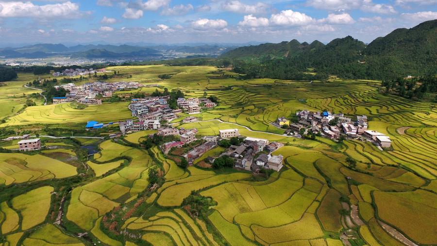 Aerial view of paddy fields in SW China's Guizhou