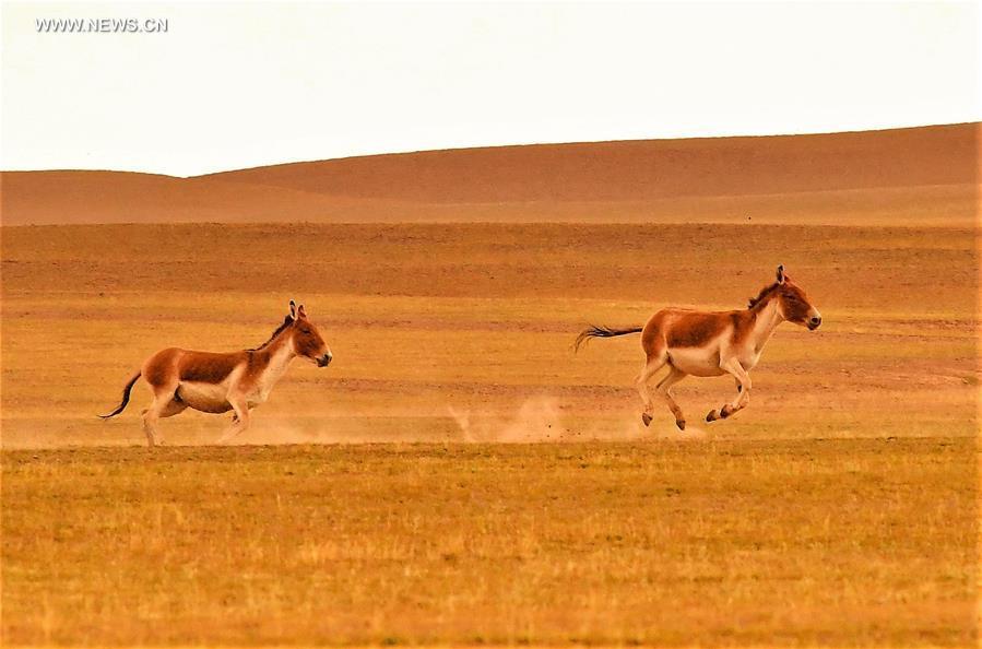 Wildlife paradise: Changtang National Nature Reserve in Tibet