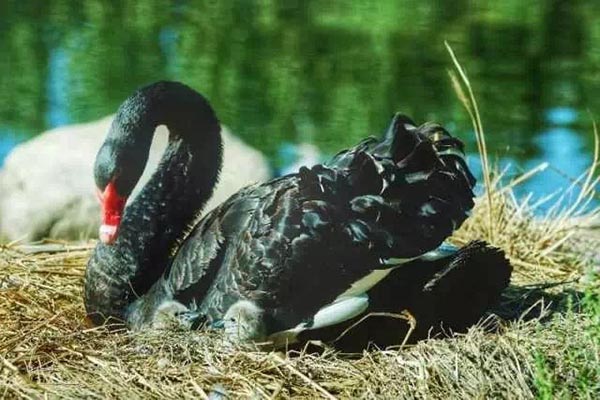 Family of black swans creates waves in Jilin University