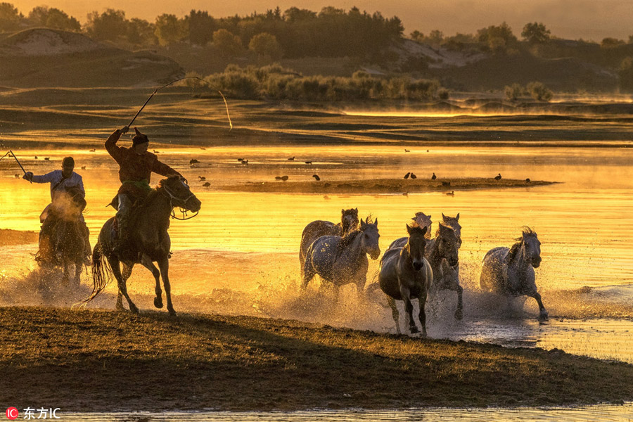 Prancing horses captured in Inner Mongolia