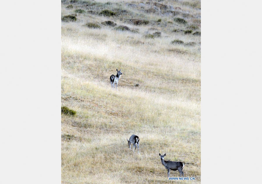 Semi-wild red deer, sika deer in NW China's Qinghai