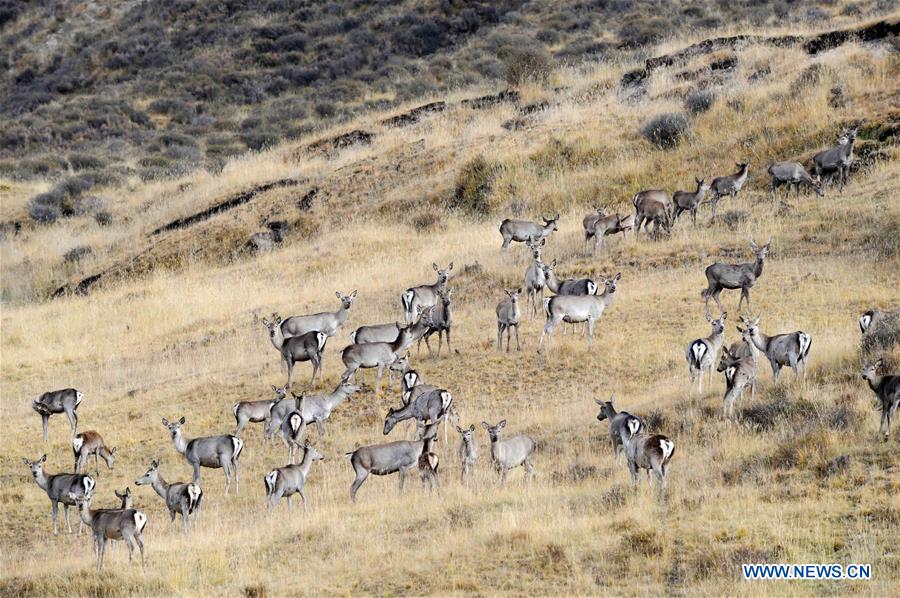 Semi-wild red deer, sika deer in NW China's Qinghai