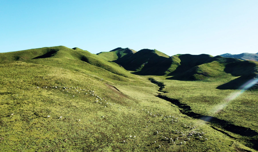 Glamorous Qinghai enchants in autumn