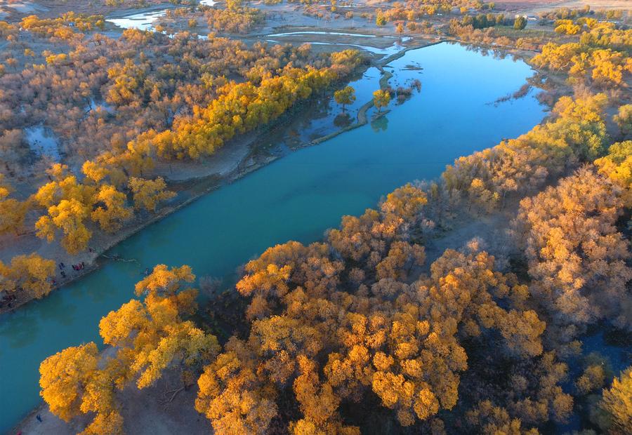 Populus euphratica seen in Inner Mongolia