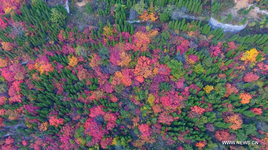 Stunning snapshots from autumn scenery across China