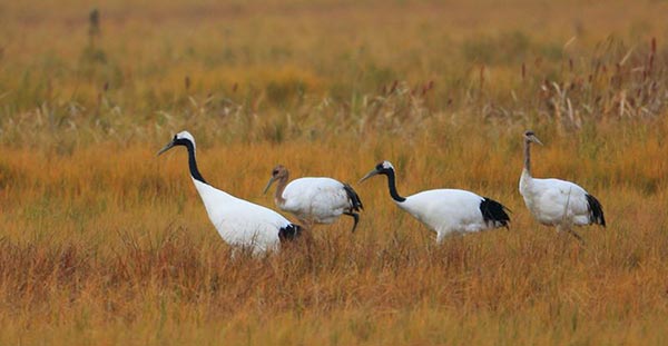 Endangered water bird Oriental stork seen in Naolihe reserve