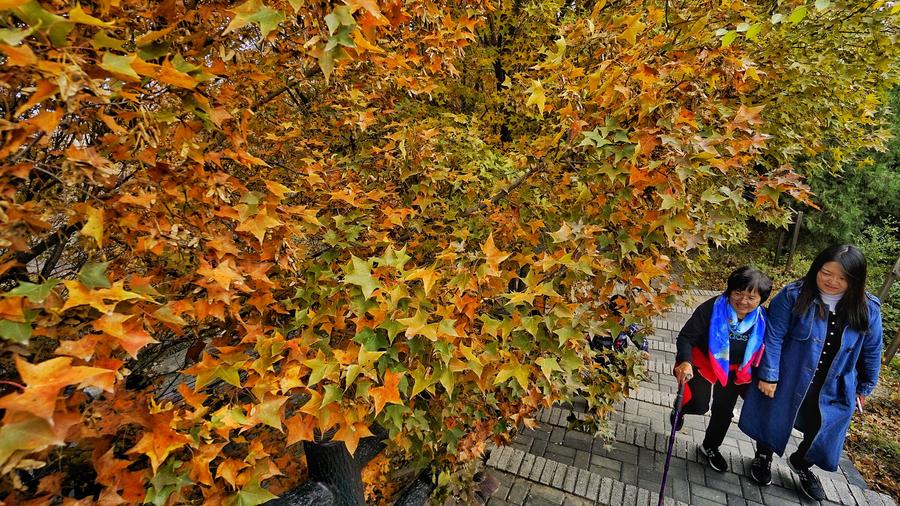 Badaling Great Wall dyed red with autumn leaves