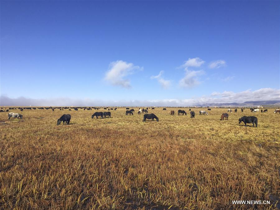 Autumn scenery of Ruoergai National Wetland Park in SW China