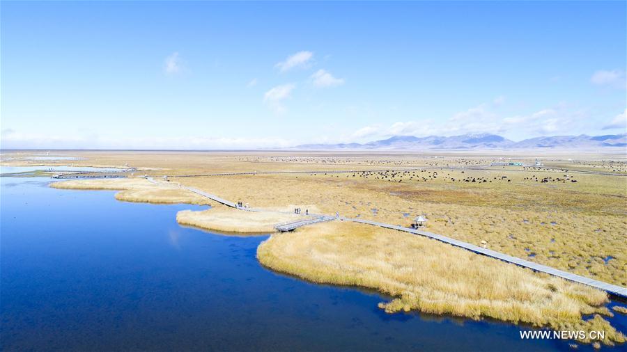 Autumn scenery of Ruoergai National Wetland Park in SW China