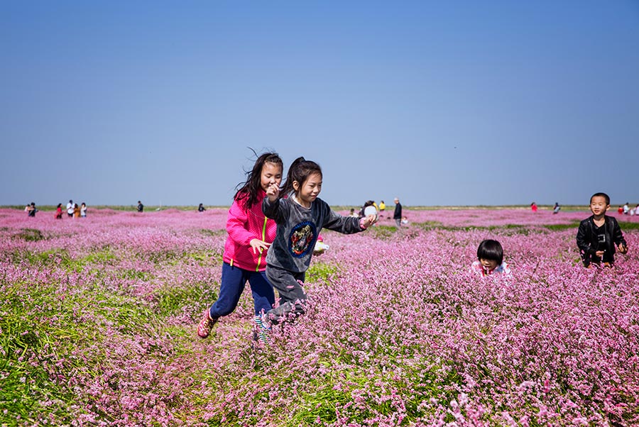 Sea of blossoms in Poyang Lake, E China