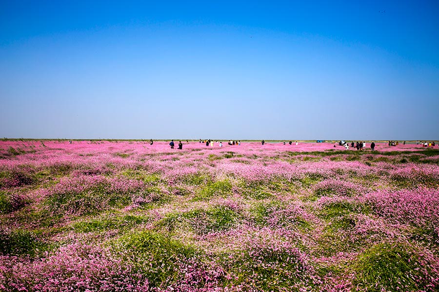 Sea of blossoms in Poyang Lake, E China