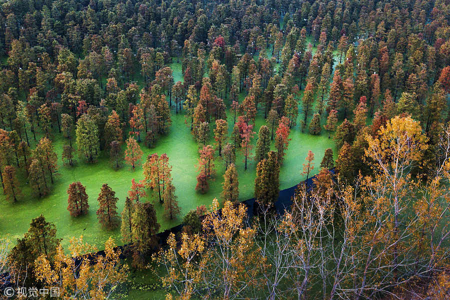 Captured from above: Dawn redwoods in Nanjing