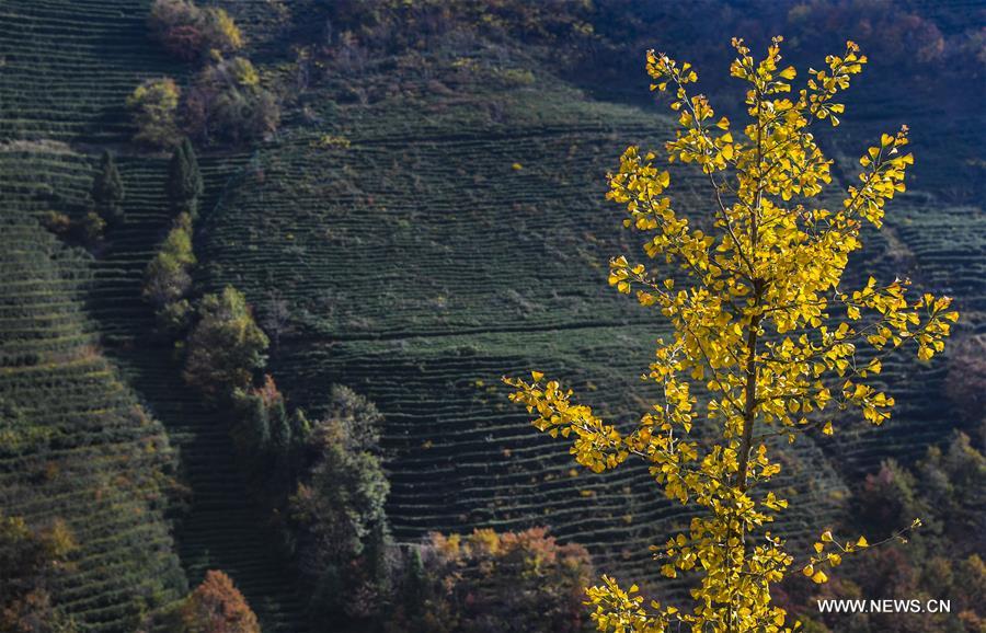 Autumn scenery of Shennongjia Forestry District in Hubei