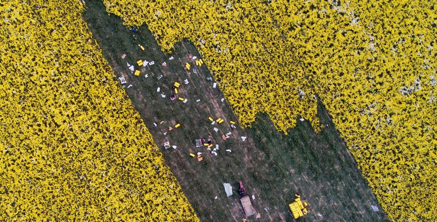 Chrysanthemums harvested in C China's Henan