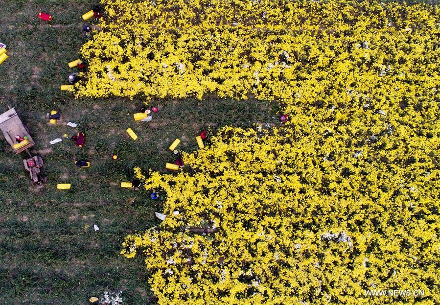 Chrysanthemums harvested in C China's Henan