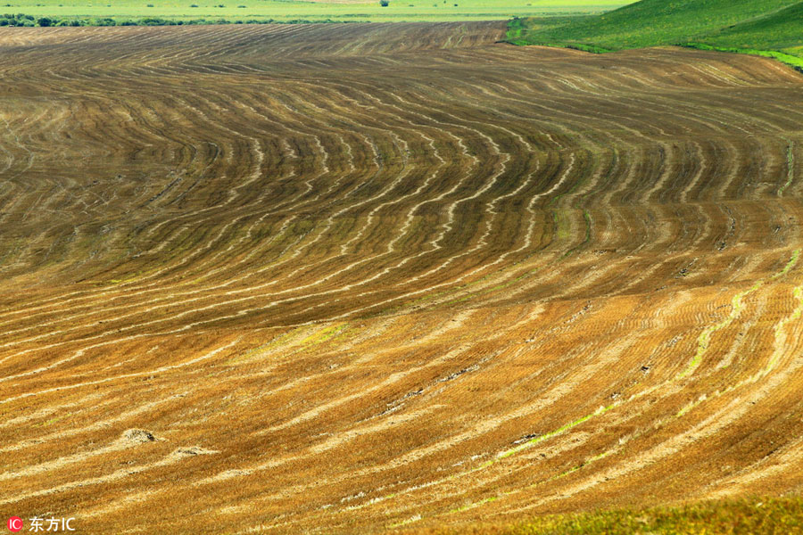 China's renowned pure grassland: Hulunbuir Grassland