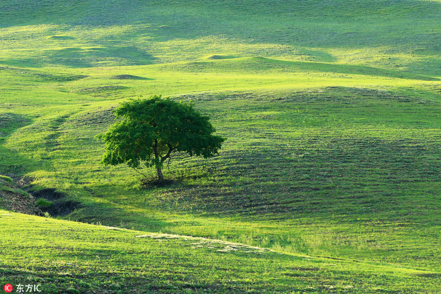 China's renowned pure grassland: Hulunbuir Grassland